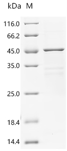 Recombinant Human Transcriptional enhancer factor TEF-5 (TEAD3), partial