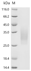 Recombinant Macaca fascicularis Parathyroid hormone/parathyroid hormone-related peptide receptor (PTH1R), partial (Active)