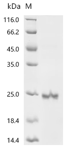Recombinant Human Growth/differentiation factor 2 (GDF2)