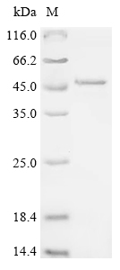 Recombinant Human Endophilin-B1 (SH3GLB1)
