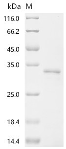 Recombinant Human Transcriptional enhancer factor TEF-3 (TEAD4), partial