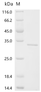 Recombinant Mouse Transcriptional enhancer factor TEF-3 (Tead4), partial