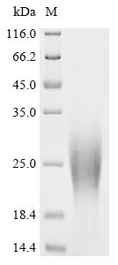 Recombinant Mouse Cytochrome c oxidase subunit 4 isoform 1, mitochondrial (Cox4i1), partial