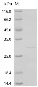 Recombinant Mouse Interferon epsilon (Ifne)
