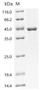 Recombinant Mouse Transforming growth factor beta-1 proprotein (Tgfb1)