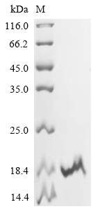 Recombinant Mouse Cytochrome c oxidase subunit 4 isoform 1, mitochondrial (Cox4i1), partial