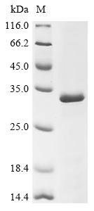 Recombinant Mouse Caspase-3 (Casp3)