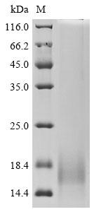 Recombinant Human C-C motif chemokine 1 (CCL1)