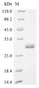 Recombinant Human Protein mono-ADP-ribosyltransferase PARP10 (PARP10), partial