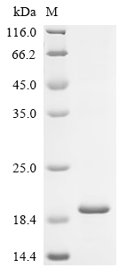 Recombinant Mouse Transient receptor potential cation channel subfamily V member 4 (Trpv4), partial