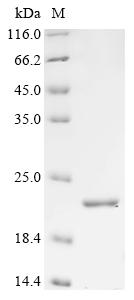 Recombinant Sheep Interferon tau-1 (IFNT1)