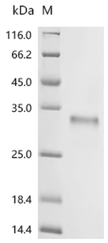 Recombinant Oryza sativa subsp. japonica Protein PHOTOSYSTEM I ASSEMBLY 2, chloroplastic (PSA2)