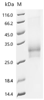 Recombinant Human T-cell surface glycoprotein CD8 alpha&beta Heterodimer Protein (CD8A&CD8B)
