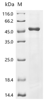 Recombinant Oryza sativa subsp. japonica Os05g0317700 protein, partial