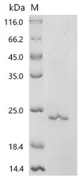 Recombinant Rat Neurotrophin-3 (Ntf3)
