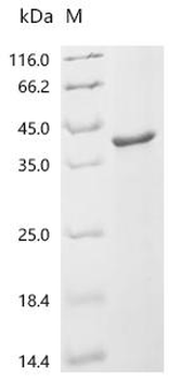 Recombinant Chicken Bifunctional purine biosynthesis protein ATIC (ATIC), partial