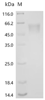 Recombinant Human Ciliary neurotrophic factor receptor subunit alpha (CNTFR)