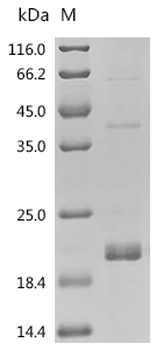 Recombinant Mouse Transforming growth factor beta-1 proprotein (Tgfb1), partial