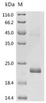 Recombinant Human Platelet-derived growth factor subunit B (PDGFB)