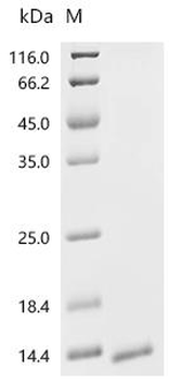 Recombinant Simian retrovirus SRV-2 Gag polyprotein (gag), partial
