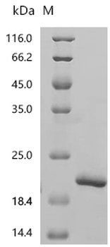 Recombinant Simian retrovirus SRV-2 Gag polyprotein (gag), partial