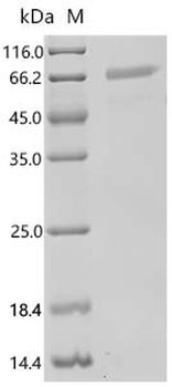 Recombinant Human Interleukin-9 receptor (IL9R), partial