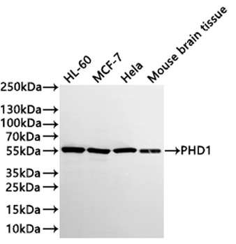 EGLN2 Antibody