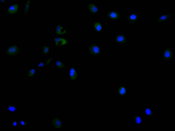 EGLN2 Antibody