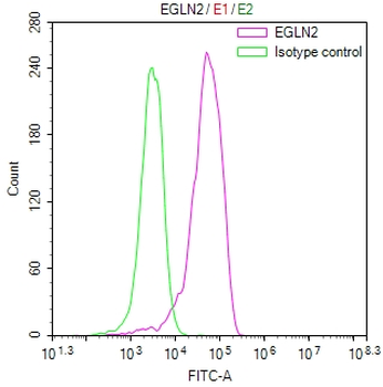 EGLN2 Antibody