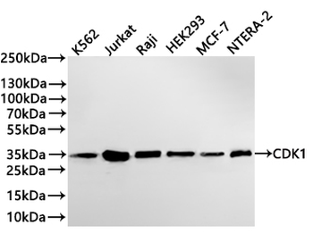 CDK1 Antibody