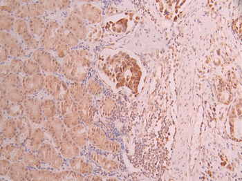 CDK1 Antibody