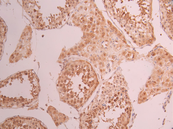 CDK1 Antibody