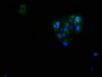 CDK1 Antibody
