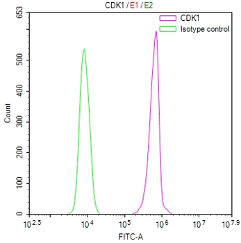 CDK1 Antibody