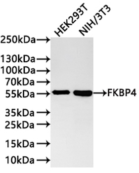 FKBP4 Antibody