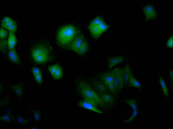 FKBP4 Antibody