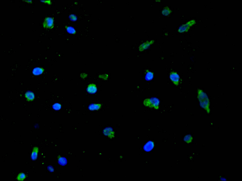 CCR7 Antibody
