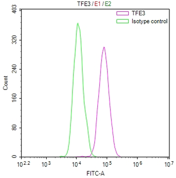 TFE3 Antibody