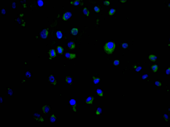 VPS28 Antibody