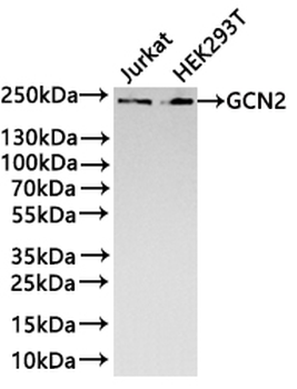 EIF2AK4 Antibody