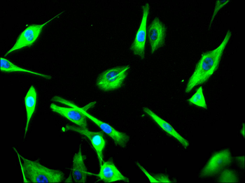 EIF2AK4 Antibody
