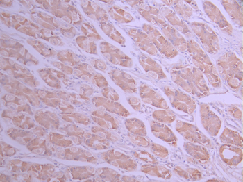 OPA1 Antibody