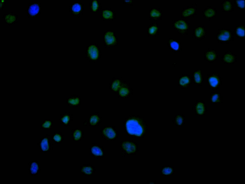 NR2F1 Antibody