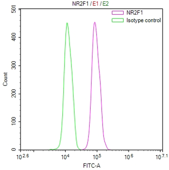 NR2F1 Antibody