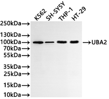 UBA2 Antibody