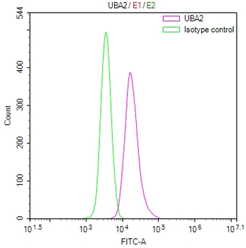 UBA2 Antibody