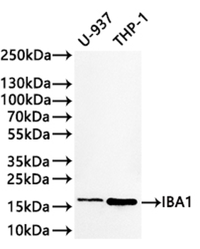 AIF1 Antibody