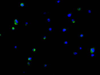 AIF1 Antibody