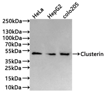 CLU Antibody