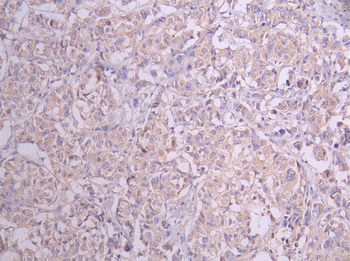 CLU Antibody